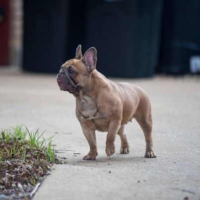 A Blue Fawn Frenchie stands outside on a sidewalk