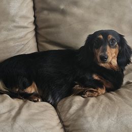 Stella - Dachshund