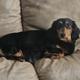 Stella