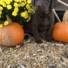 Dilute Retriever and Labrador Retriever Puppies from CKB Labradors