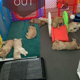 Goldendoodle Puppies from Melodies Daytona Doodles