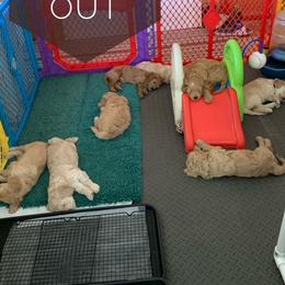 Goldendoodle Puppies from Melodies Daytona Doodles