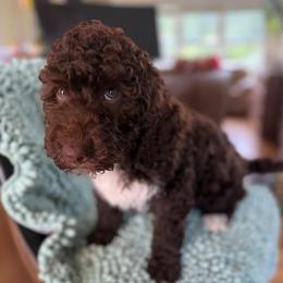 Rocky - Chocolate male Labradoodle puppy in Lowville, New York from Adirondack Labradoodles