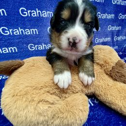 Reserved - Black rust and white female Bernese Mountain Dog puppy in Comer, Georgia from Water Oak Farm