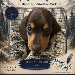 Huck - Chocolate and tan male Dachshund puppy in Shawnee, Oklahoma from Magic Eagle Miniature Dachshunds