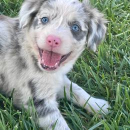 Samson - Blue merle male Miniature Australian Shepherd puppy in California from Eagle River Aussies