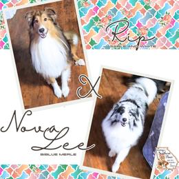 Shetland Sheepdog puppies from Ioney's Southern Paws Shelties, Frenchies, and Yorkies