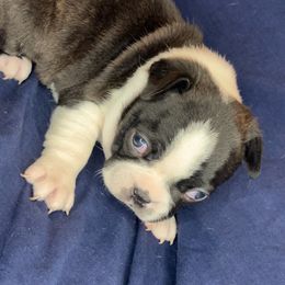 Boston Terrier Puppies from The Gentlemen Breed