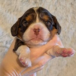 Zilker - Chocolate male Cavalier King Charles Spaniel puppy in Stilwell, Oklahoma from Love Bug Cavaliers