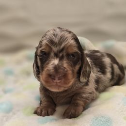 Macaroni aka Mac - Chocolate and tan Dachshund puppy in Ethel, Washington from Mickey's Miracle Doxies