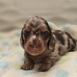 Macaroni aka Mac - Chocolate and tan Dachshund puppy in Ethel, Washington from Mickey's Miracle Doxies