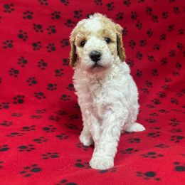 Star - Parti female Poodle puppy in New Britain, Connecticut from Poodles of New England