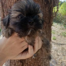 Monster chocolate dobie - Chocolate male Shih Tzu puppy in Arcadia, Florida from Kitsune Cuddles and kisses