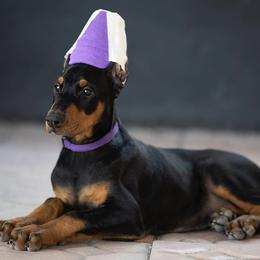 Doberman Pinscher Puppies from Prima Dobermans