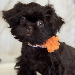 Shih Tzu puppies from Shih Tzus N Giggles