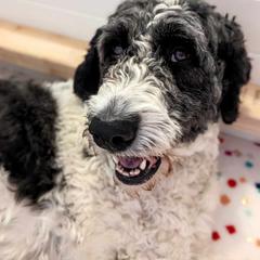 Ashia - Saint Berdoodle