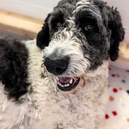 Ashia - Saint Berdoodle