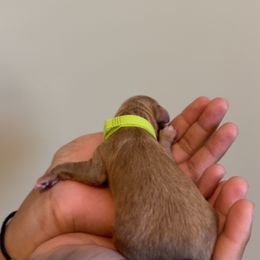 Green Mini - Red  female Goldendoodle puppy in Winston Salem, North Carolina from Shihtzuandoodlenc.LLC