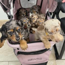 Dachshund Puppies from Wiggles & Wags Dachshund's
