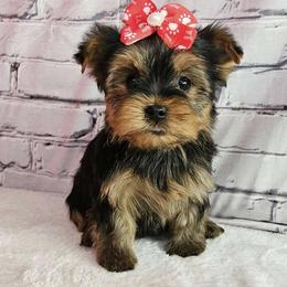 Portia - Blue and gold female Yorkshire Terrier puppy in Monticello, Iowa from Ashley’s Puppies
