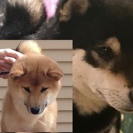 Star-Lord and Guccifer Dual Sired Litter - Shiba Inu