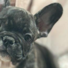 Bear - Brindle French Bulldog puppy in Philadelphia, Pennsylvania from Kiki Leigh Frenchies