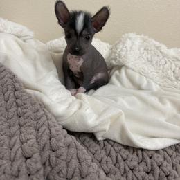 Chinese Crested Puppies from Alvarez Chinese Crested