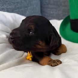 Miss Yellow - Sable female Bernedoodle puppy in Toledo, Ohio from Avery Doodle Day LLC
