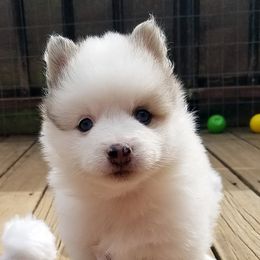 Pomsky Puppies from Acacia Pomskies
