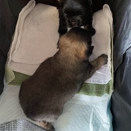 French Bulldog Puppies from Just Us Frenchies