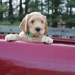 Australian Labradoodle Puppies from IvyLane Labradoodles