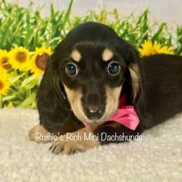 Madi - Black and cream female Dachshund puppy in Lakeland, Florida from Ruthie’s Rich Mini Dachshunds