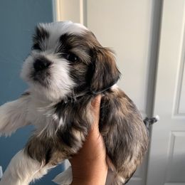 Lhasa Apso Puppies from Bella Donna Lhasa Apso's