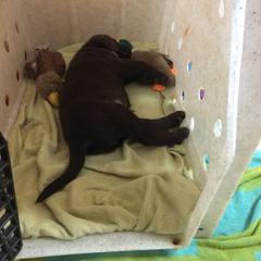 Chesapeake Bay Retriever Puppies from KBar Chesapeakes