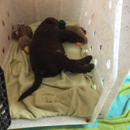 Chesapeake Bay Retriever Puppies from KBar Chesapeakes