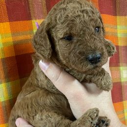 Ginger - female Goldendoodle puppy in Sumner, Washington from Little Acre Doodles