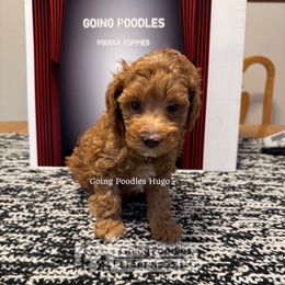 Hugo - Red  male Poodle puppy in Pueblo, Colorado from Going Poodles & Pet Services LLC