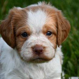 Alfie - Orange roan male Brittany puppy in Hollidaysburg, Pennsylvania from Royal Flush Farms
