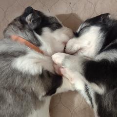 Native American Indian Dogs from Indian Valley Kennels