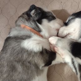 Native American Indian Dogs from Indian Valley Kennels