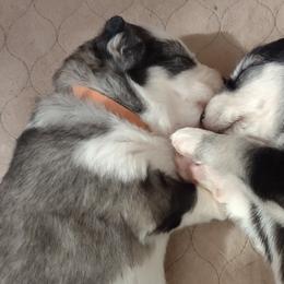 Native American Indian Dogs from Indian Valley Kennels