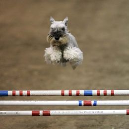 Miniature Schnauzers and Standard Schnauzers from Southcross Miniature Schnauzers and Standard Schnauzers
