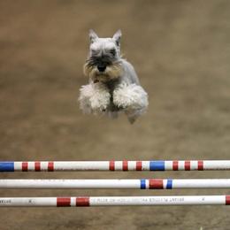 Miniature Schnauzers and Standard Schnauzers from Southcross Miniature Schnauzers and Standard Schnauzers