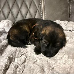 Orange male - Sable male German Shepherd puppy in Herrick, South Dakota from Dakota Shepherds Kennels