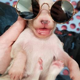 Silken Windhound Puppies from Silken Agents of CSBeck