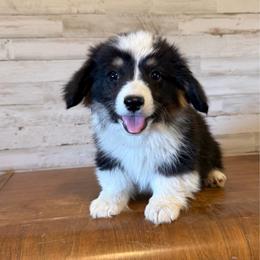 Willie - Red male Pembroke Welsh Corgi puppy in Mc Cammon, Idaho from Sunny J Corgis and Mini Americans