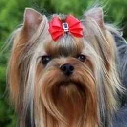 Jerry - Yorkshire Terrier