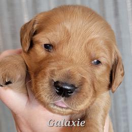 Galaxie - Dark golden male Golden Retriever puppy in Scurry, Texas from 07 Seven Oaks Goldens and Doodles