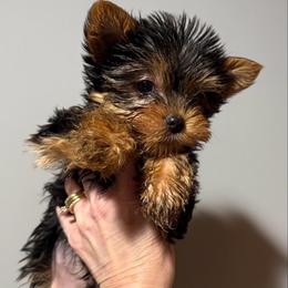 Champion sired Chip - Black and gold male Yorkshire Terrier puppy in Forest Hill, Maryland from Chikito's Yorkies
