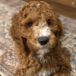 Bernedoodles and Poodles from Boujie Doodles